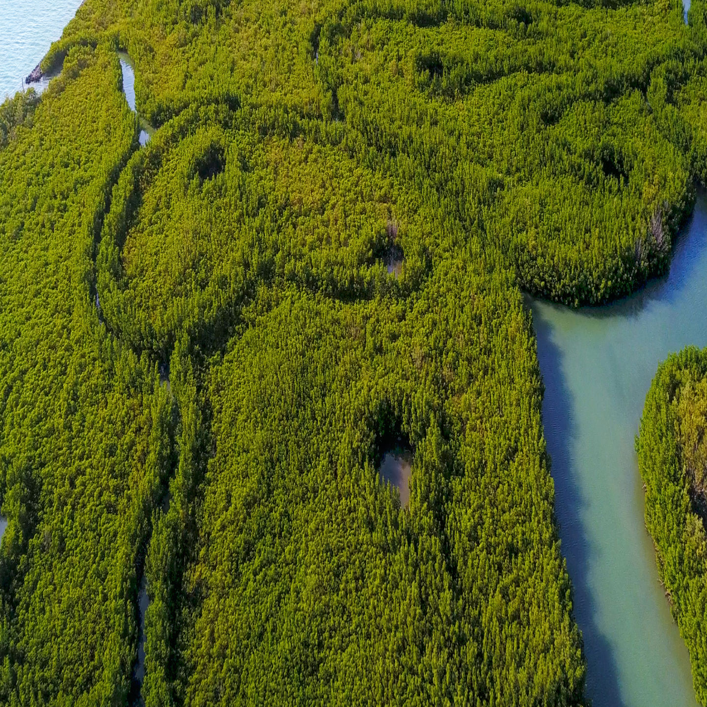Otherwordly green mangroves